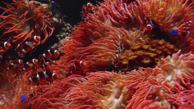A close up shot of a vibrant freshwater aquarium, featuring lush green aquatic plants, including Cabomba, growing among moss covered rocks and sand.