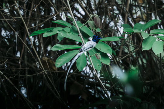 Blyth&rsquo;s Paradise Flycatcher at Manas National Park, Assam &mdash; a ribbon of light in the forest, its flowing tail drifting through shadow and sun.