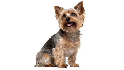Small brown yorkshire terrier dog sitting and looking attentive for pet care and domestic animal lifestyle concepts isolated on transparent background © Roksana