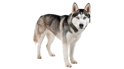 Beautiful grey and white husky dog standing for pet care breed and domestic animal lifestyle photography concepts isolated on transparent background © Roksana