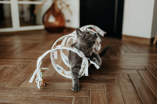 Chaton joueur s&rsquo;amusant dans un tunnel pour chat ouvert, jeu et exploration, animal domestique curieux en int&eacute;rieur