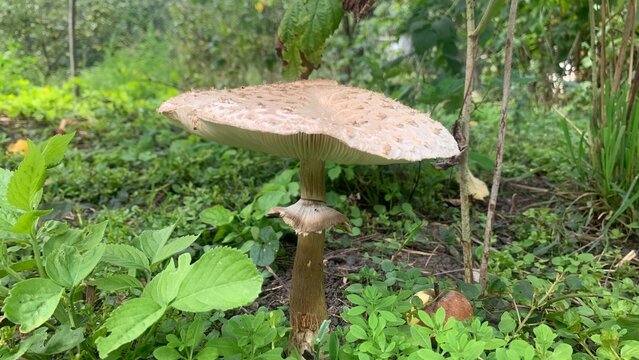 Close-up of a parasol mushroom (Macrolepiota procera) growing in a natural garden setting surrounded by green plants. The mature fruiting body features a wide umbrella-shaped cap 