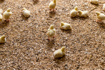 chickens in a poultry farm on a litter of sawdust, small chickens of a meat breed in yellow fluff , industrial chicken farming to provide meat © rsooll