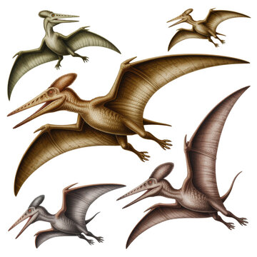 Set of flying pterodactyls isolated on transparent background