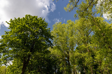 Fototapeta premium green foliage of maples and other deciduous trees in sunny weather, beautiful trees with green foliage in sunny weather
