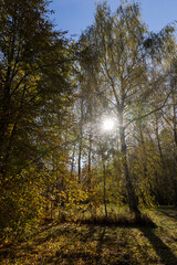 Fototapeta premium yellowing birch foliage in the autumn season against the background of the blue sky in sunny weather, beautiful changes in the nature of birch trees during the autumn cold snap