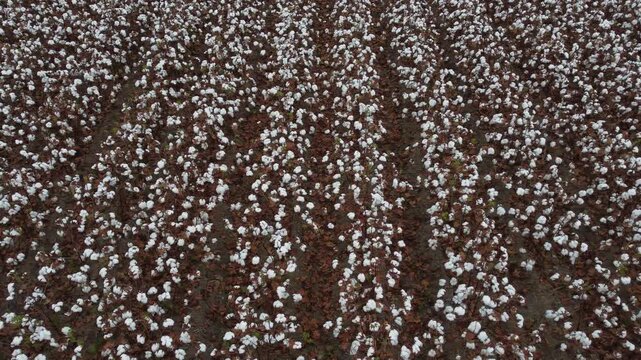 Close-up of Ripe White Cotton Bolls in the Field - Textile Industry