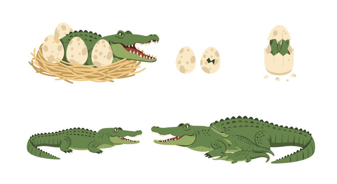 Cartoon crocodile mother guarding her eggs and small hatchlings in a rustic straw nest set against a plain white background with a soft green and tan color palette.