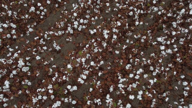 Close-up of Ripe White Cotton Bolls in the Field - Textile Industry