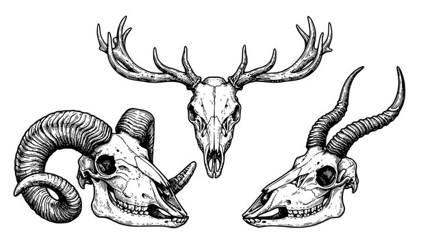 Vintage engraved animal skulls vector set deer ram antelope hand drawn illustration