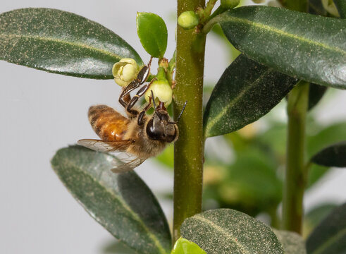 Closeup of a Honey Bee Drinking Nectar