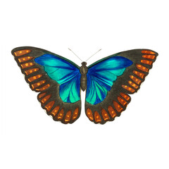 Victorian Blue Teal Butterfly Illustration, Antique Blue Orange Natural History Art, Pre-1900 Lepidoptera Print © Vintage Nature Co.