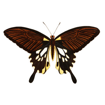 Victorian Birdwing Butterfly Illustration, Antique Black Yellow Natural History Art, Pre-1900 Lepidoptera Print

