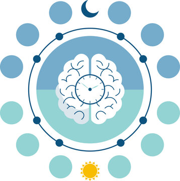 Brain Activity Circadian Rhythm, Sleep Cycle and Biological Clock Illustration. Vector Isolated