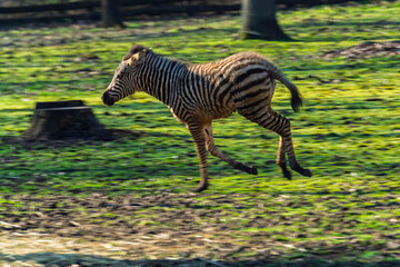 Naklejka premium Plains zebra foal runs