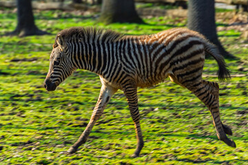 Naklejka premium Plains zebra foal runs