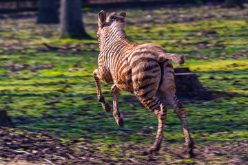 Naklejka premium Plains zebra foal runs