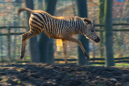 Plains zebra foal runs