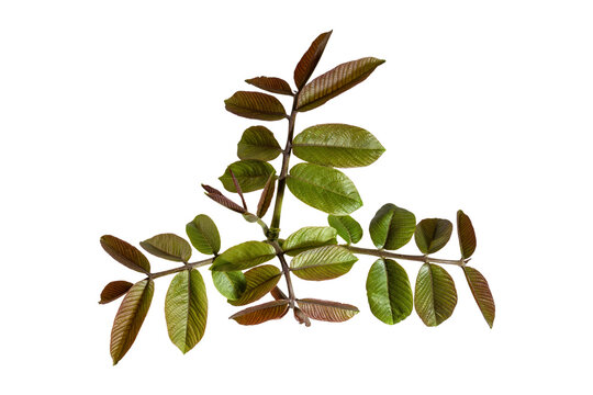 Young walnut leaves compound structure glossy venation botanical macro