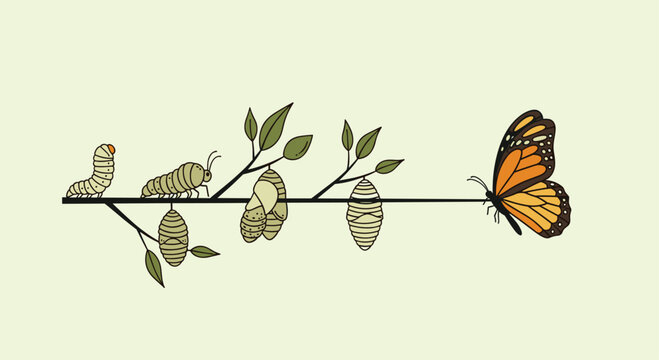 Educational diagram of a monarch butterfly life cycle from caterpillar through various chrysalis stages to the adult insect on a green twig.