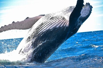 dolphin jumping out of water © Knox