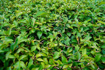 Fototapeta premium Full Frame Texture of Acalypha Siamensis Wild Tea Shrub. Dense Green Leaves of Ornamental Hedge Plant. Natural Foliage Background for Gardening, Landscaping, and Botanical Design