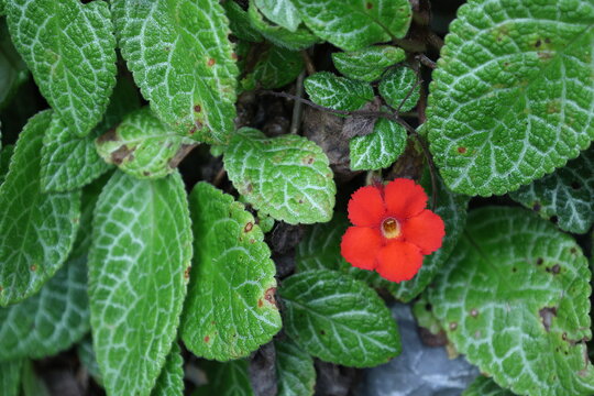 Episcia cupreata avec fleur rouge vive