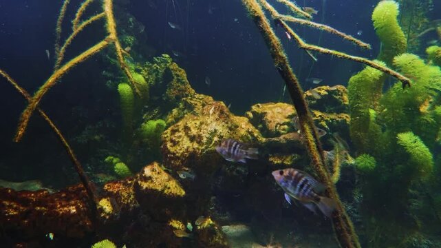 A serene underwater shot of a freshwater aquarium or riverbed. Small fish swim among submerged branches, lush green aquatic plants, and a rocky substrate.