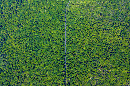Aerial view of dense green forest canopy with a straight narrow road cutting through the trees Fontainebleau, Ile-de-France, France.