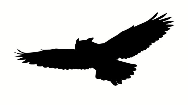 Silhouette of a large bird flying.