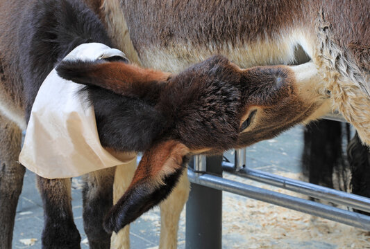 cria de burro asno burrito peque&ntilde;o mamando leche de la ubre de su madre la burra 4M0A2556-as26