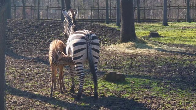 Plains zebra foal with mother, its scientific name is Equus quagga