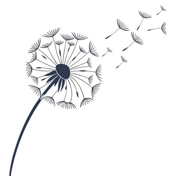 Dark blue dandelion spreading seeds in the breeze with dandelion, puffball