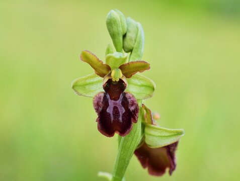 Gro&szlig;e Spinnen-Ragwurz (Ophrys sphegodes) Nahaufnahme im Nationalpark Lobau - Donauauen