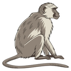 Fototapeta premium Monkey sitting in profile with white background side profile animal portrait