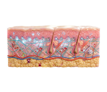 Detailed Human Skin Anatomy Cross Section &ndash; Epidermis Dermis Hypodermis with Hair Follicle and Blood Vessels