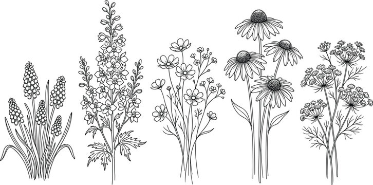 Hand-Drawn Wildflower Bouquet Set with Lily, Daisy, Lavender, Chamomile, and Floral Designs for Botanical and Nature-Inspired Projects