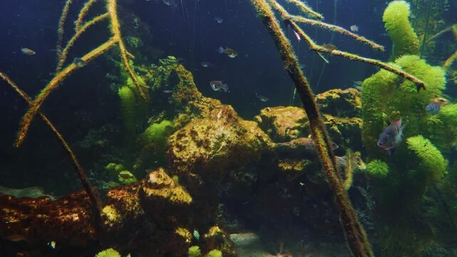 A group of Flagtail Characin (Semaprochilodus taeniurus) fish, also known as Silver Prochilodus, swims gracefully in a freshwater aquarium.