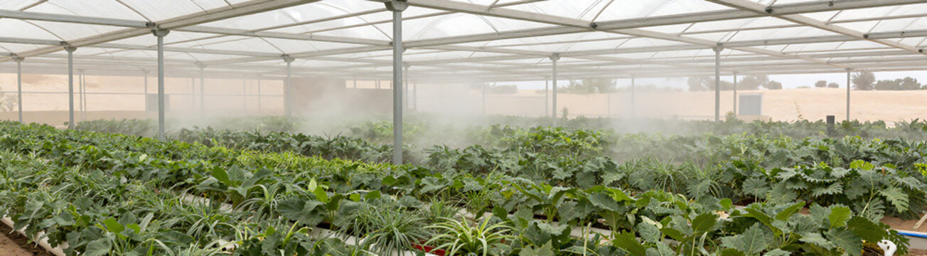 photo lush green aeroponic farm amidst desert landscape showcasing crops thriving efficient irrigation