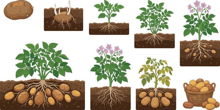 Potato plant growth stages illustration showing tuber development, flowering, harvest basket and soil cross section for agriculture education and gardening