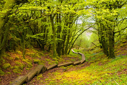 Wooden boardwalk leading through lush moss-covered woodland with vibrant spring growth in Cavan Burren Park, County Cavan, Ireland