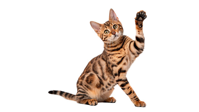 Cute small ginger kitten playing and stretching for pet care and funny domestic animal lifestyle isolated on transparent background