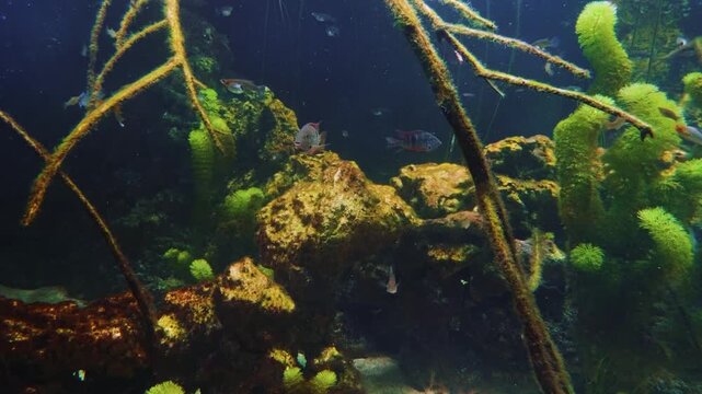 A close up shot of a vibrant Firemouth Cichlid (Thorichthys meeki) and a striped cichlid swimming in a freshwater aquarium.