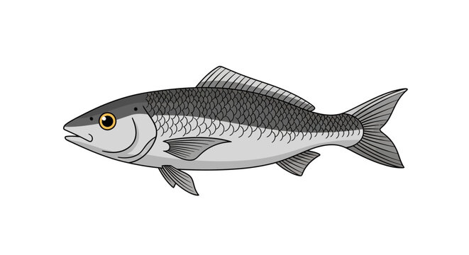 A fresh raw fish isolated on a white background features silver fins and scales, representing a healthy seafood catch from the deep blue sea water for an animal nature illustration