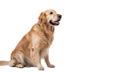Fototapeta premium Loyal golden retriever dog sitting for pet care breed and domestic animal lifestyle photography isolated on transparent background