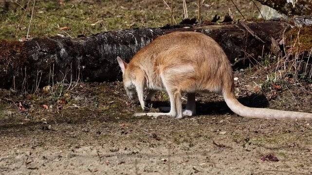 The agile wallaby, Macropus agilis also known as the sandy wallaby is a species of wallaby found in northern Australia and New Guinea. Mother with baby. 