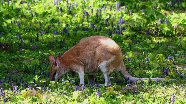 The agile wallaby, Macropus agilis also known as the sandy wallaby is a species of wallaby found in northern Australia and New Guinea. Mother with baby. 