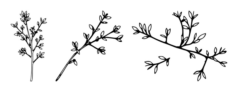 Sprig tarragon set with single weight line drawing and minimalist clean design featuring tarragon, line art, botanical illustration with herb and white background
