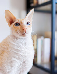 portrait of a cat © victor