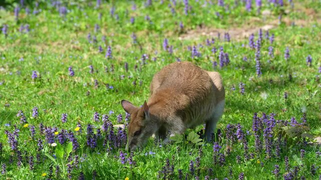 The agile wallaby, Macropus agilis also known as the sandy wallaby is a species of wallaby found in northern Australia and New Guinea. Mother with baby. 